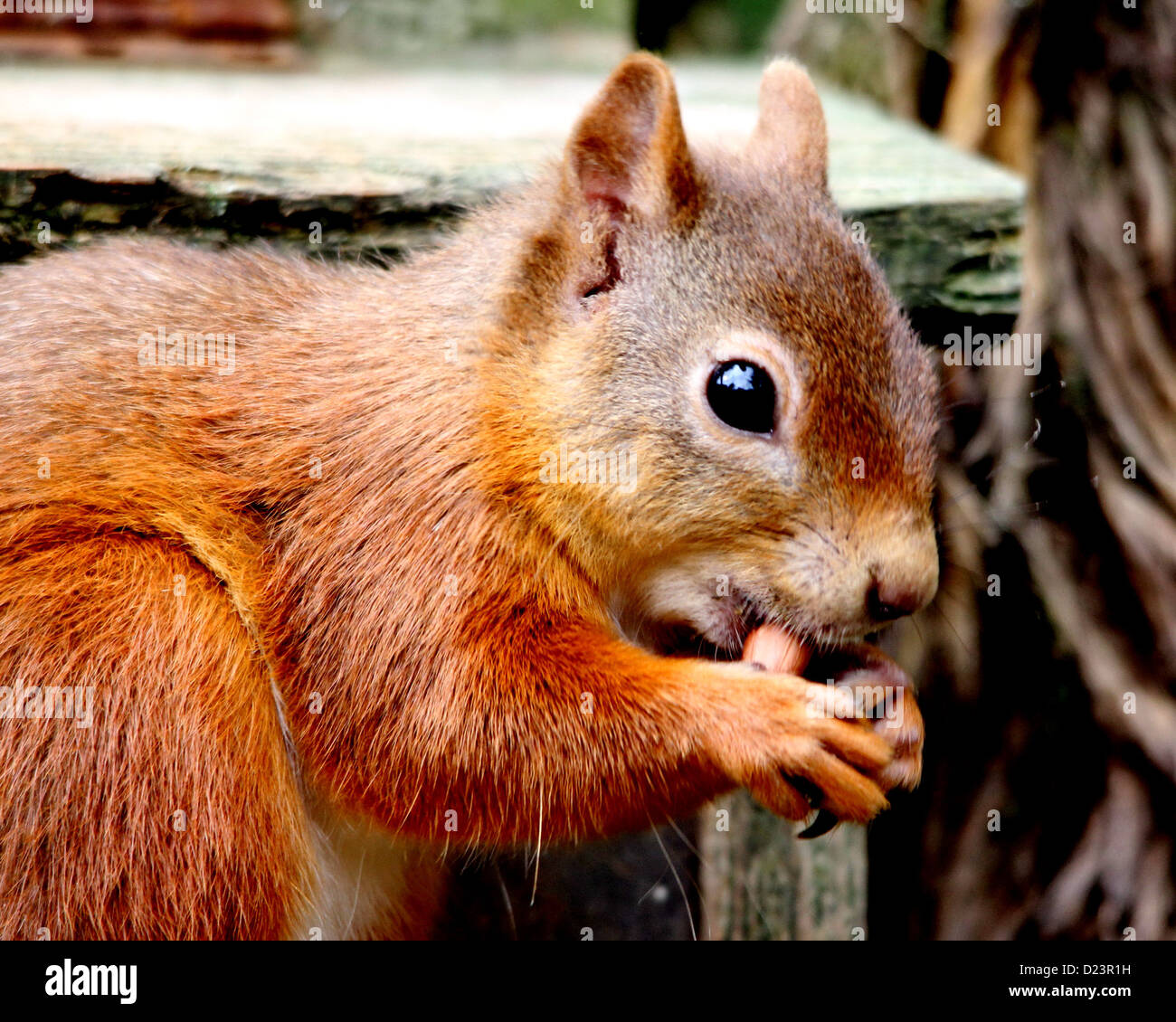 Red Squirrel eating peanuts in the North of Scotland. Stock Photo