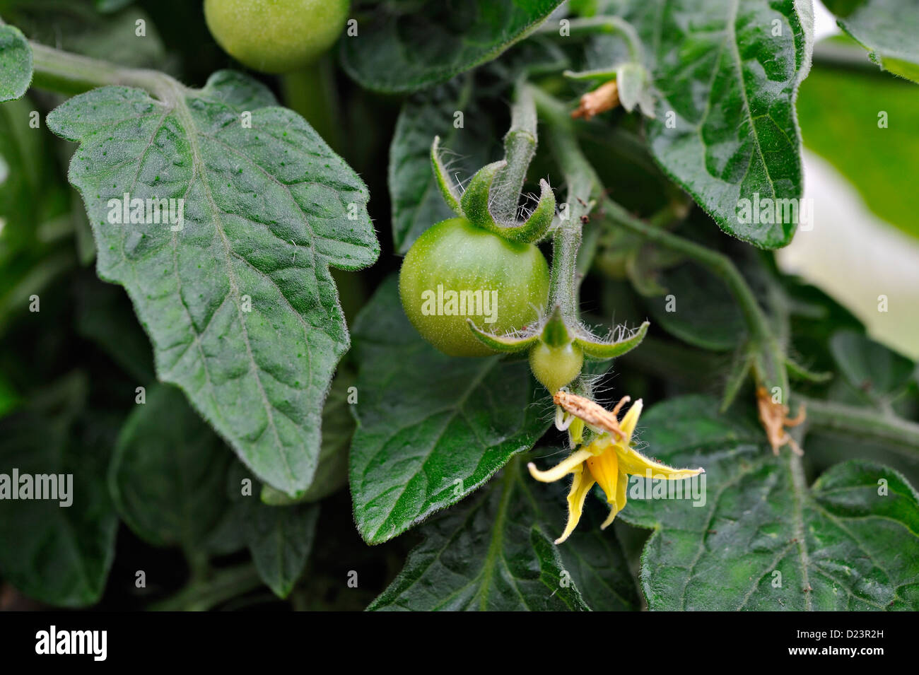 Baby tomatoes in a suburban garden Stock Photo Alamy