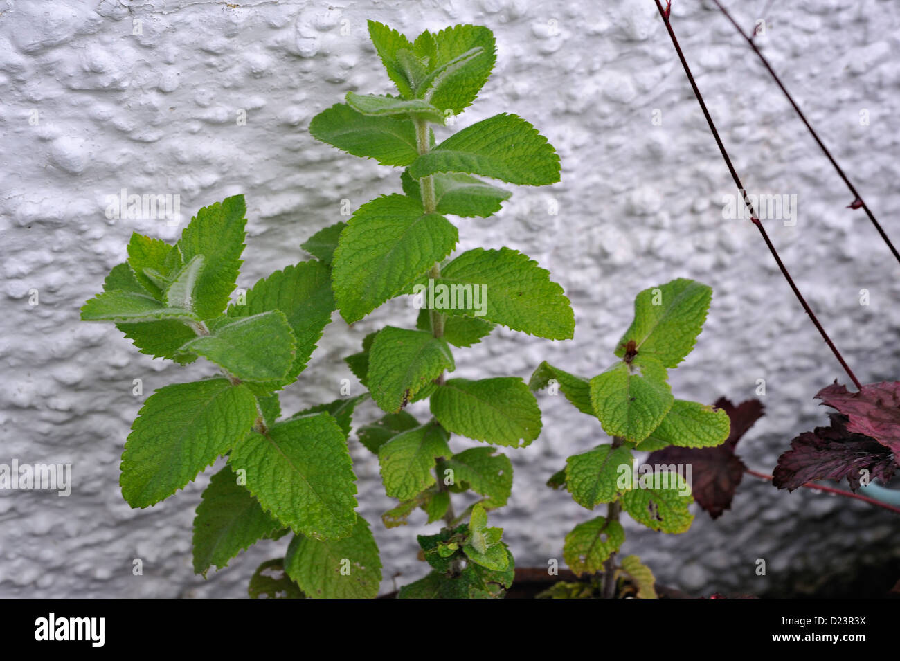 Mint growing in a pot beside a white pebbledash wall Stock Photo