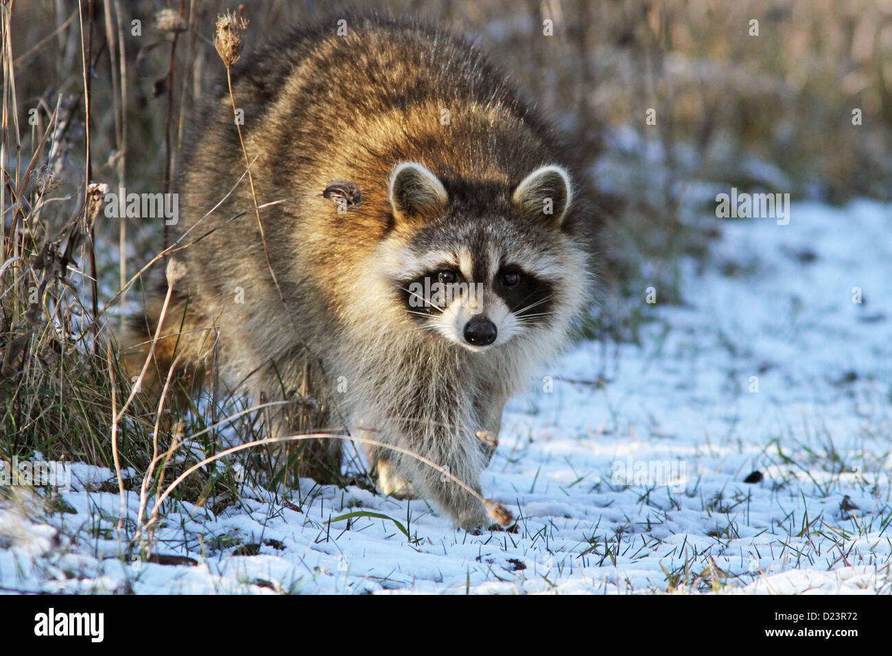 Жир Енотовидной Собаки Купить