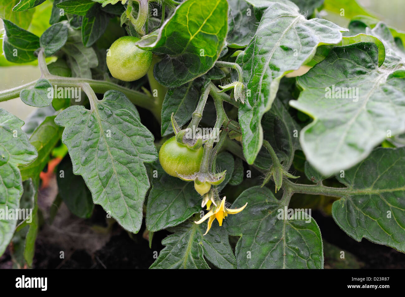 Baby tomatoes on a greenhouse plant in a suburban garden Stock Photo