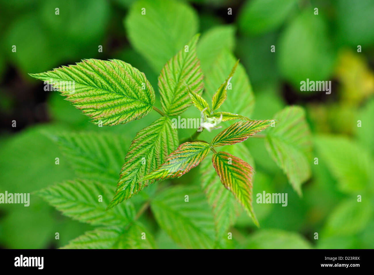 Wine Raspberry Leaves Fresh young leaves on a raspberry vine Stock Photo - Alamy