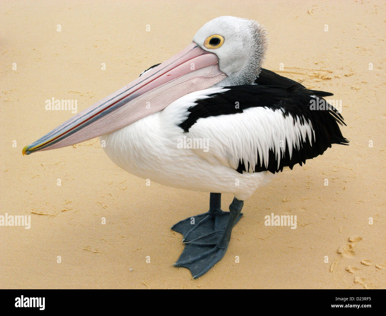 Australian pelican (Pelecanus conspicillatus) on beach, Moreton Island National Park, Queensland, Australia Stock Photo