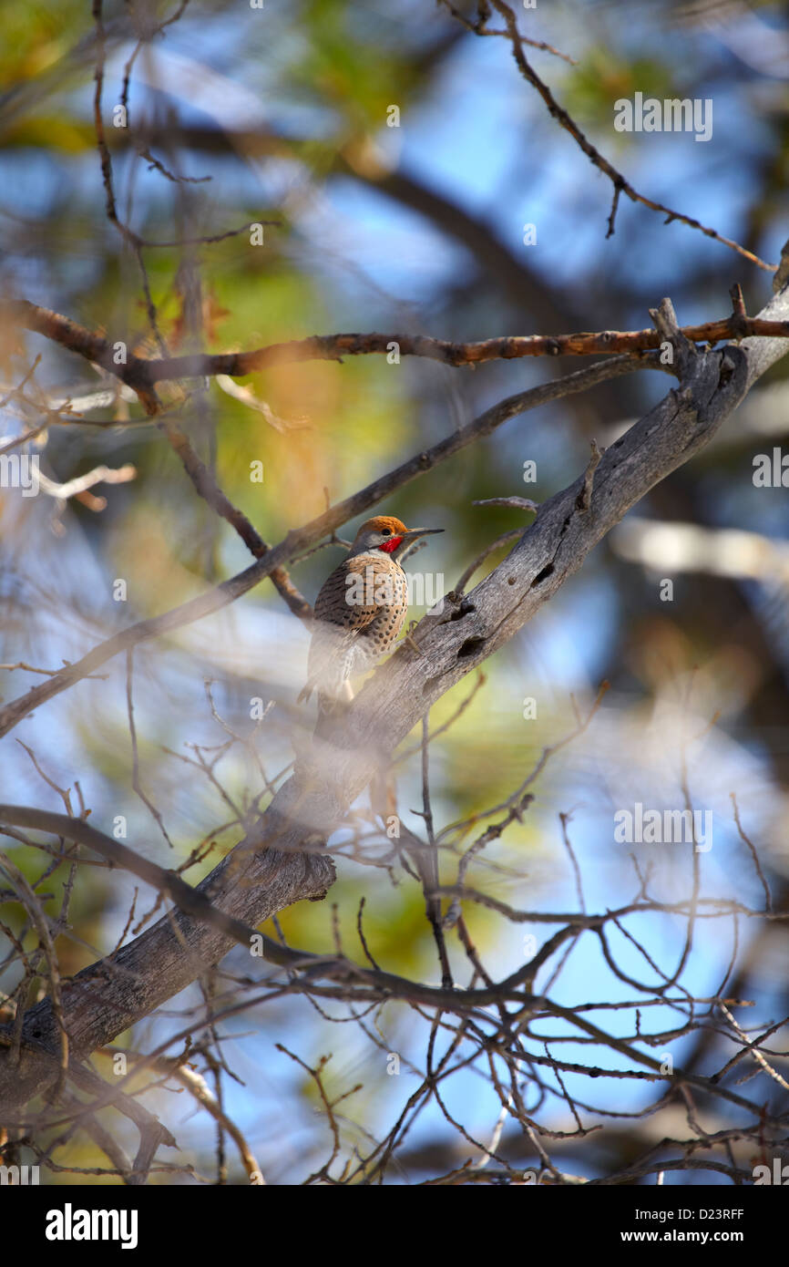Woodpecker in tree Stock Photo
