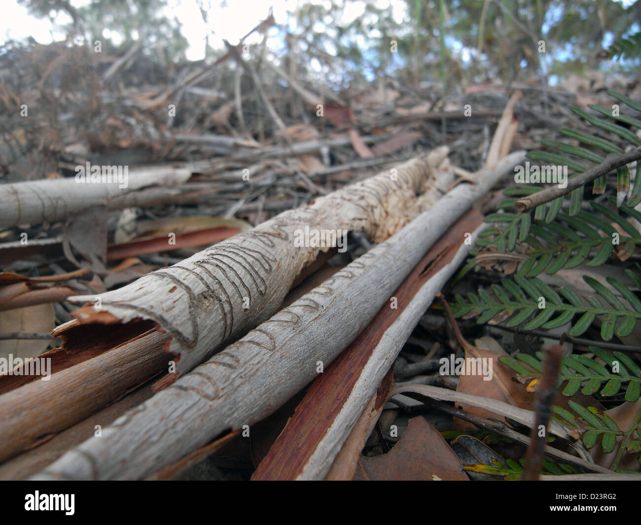 Mixed leaf litter including scribblygum bark (Eucalyptus racemosa) and bracken on floor of  forest - bushfire fuel Stock Photo