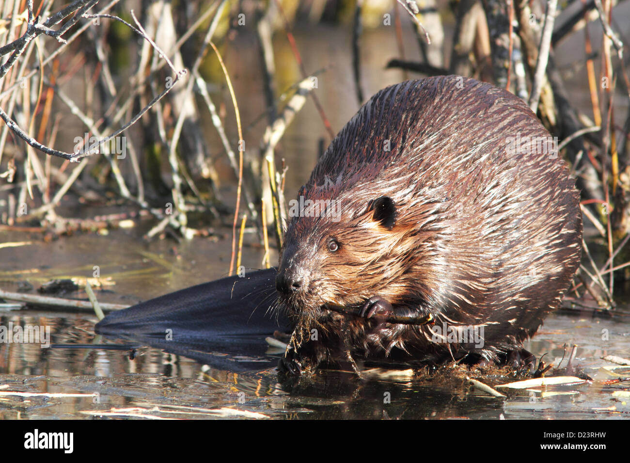 Canadian Beaver (Castor canadensis) in spring Stock Photo
