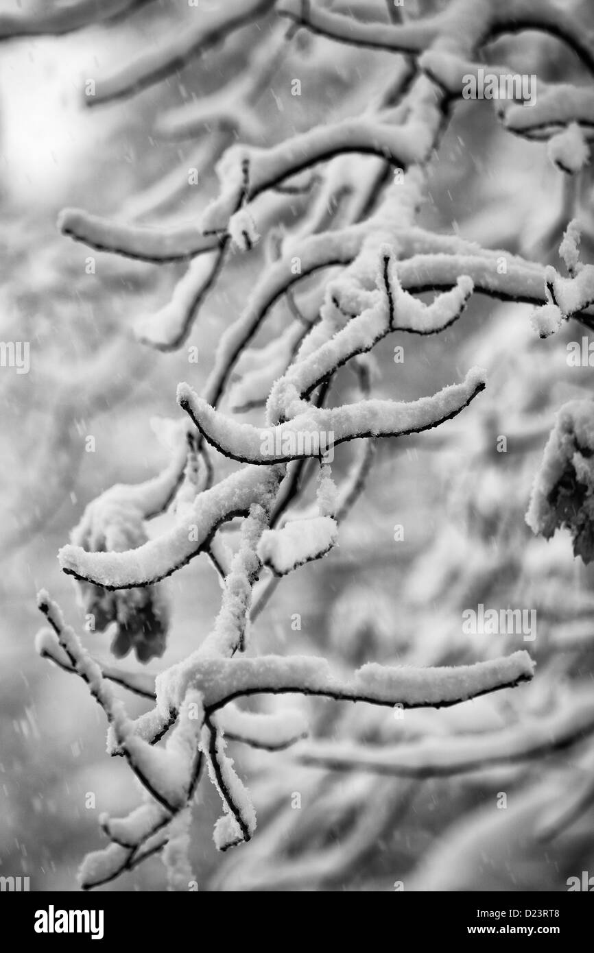 Black and white of snow falling on an oak tree branch Stock Photo