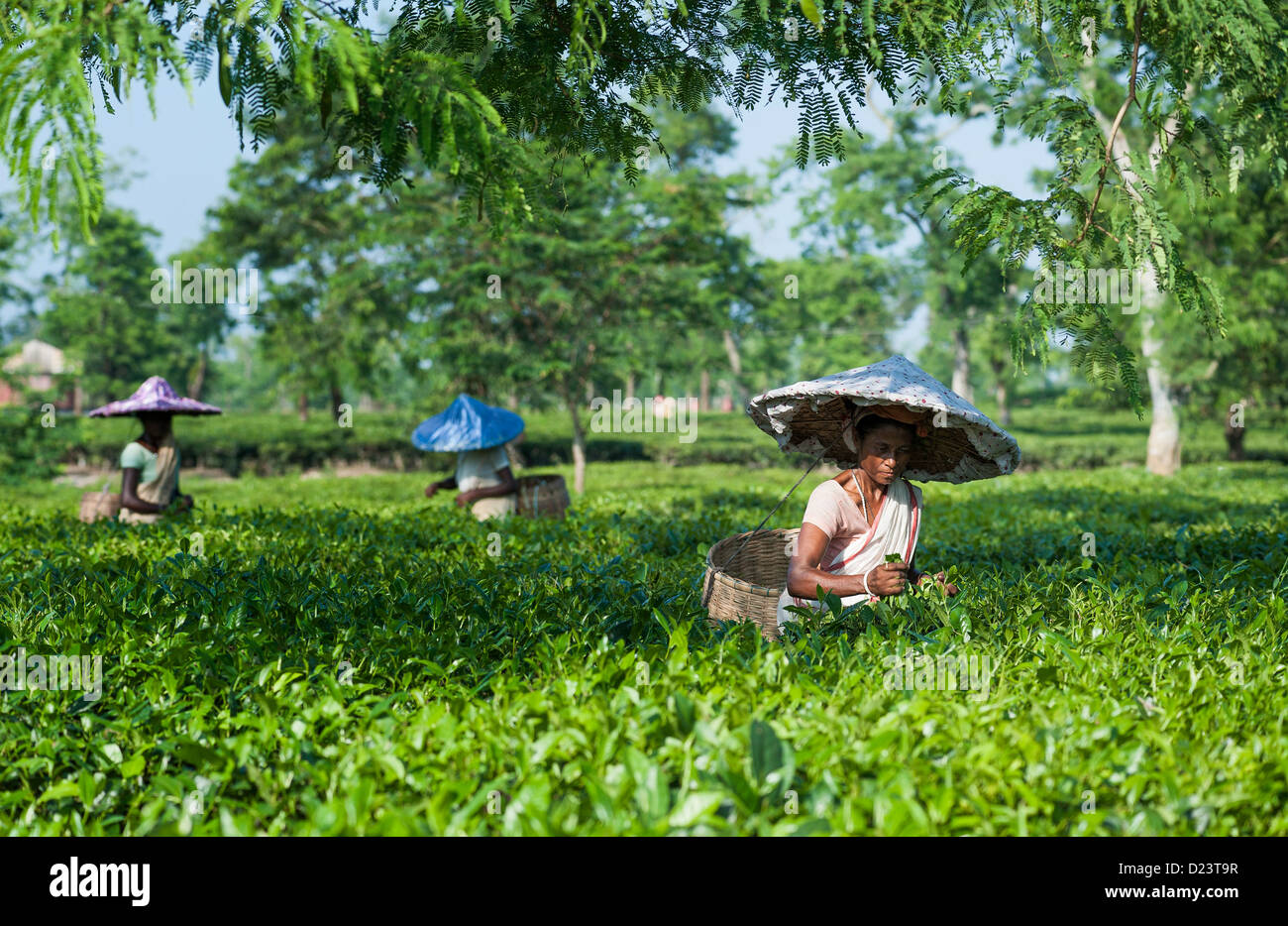 Tea leaf harvesters at work on a tea plantation in Jorhat, Assam, India. They collect the harvest in bamboo baskets. Stock Photo