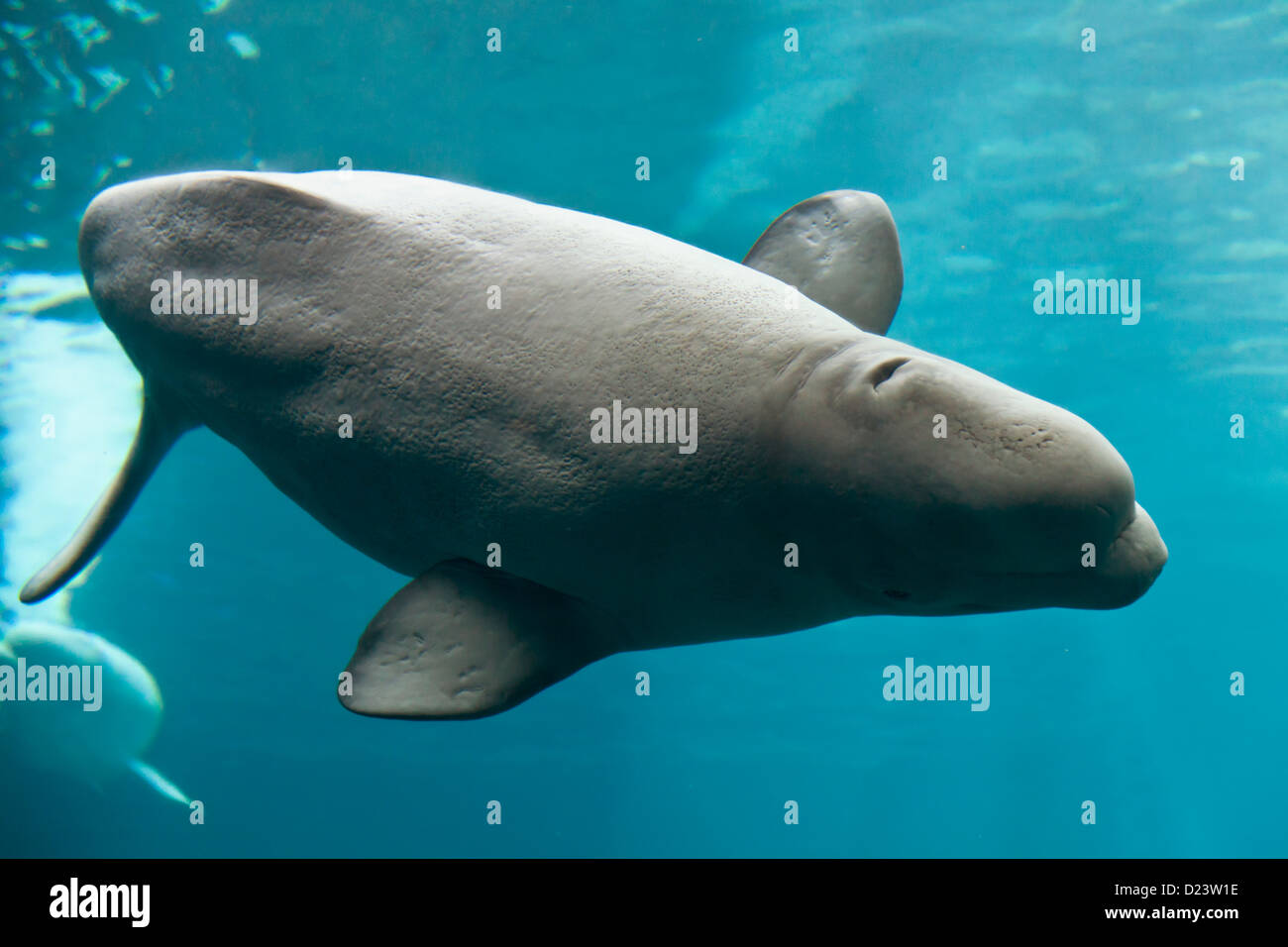 Beluga whale Stock Photo