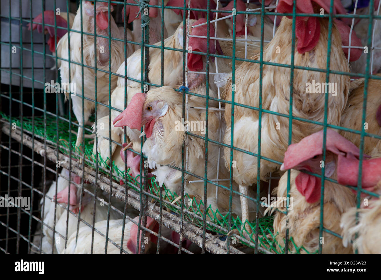 Chicken In Cages Stock Photos Chicken In Cages Stock Images Alamy