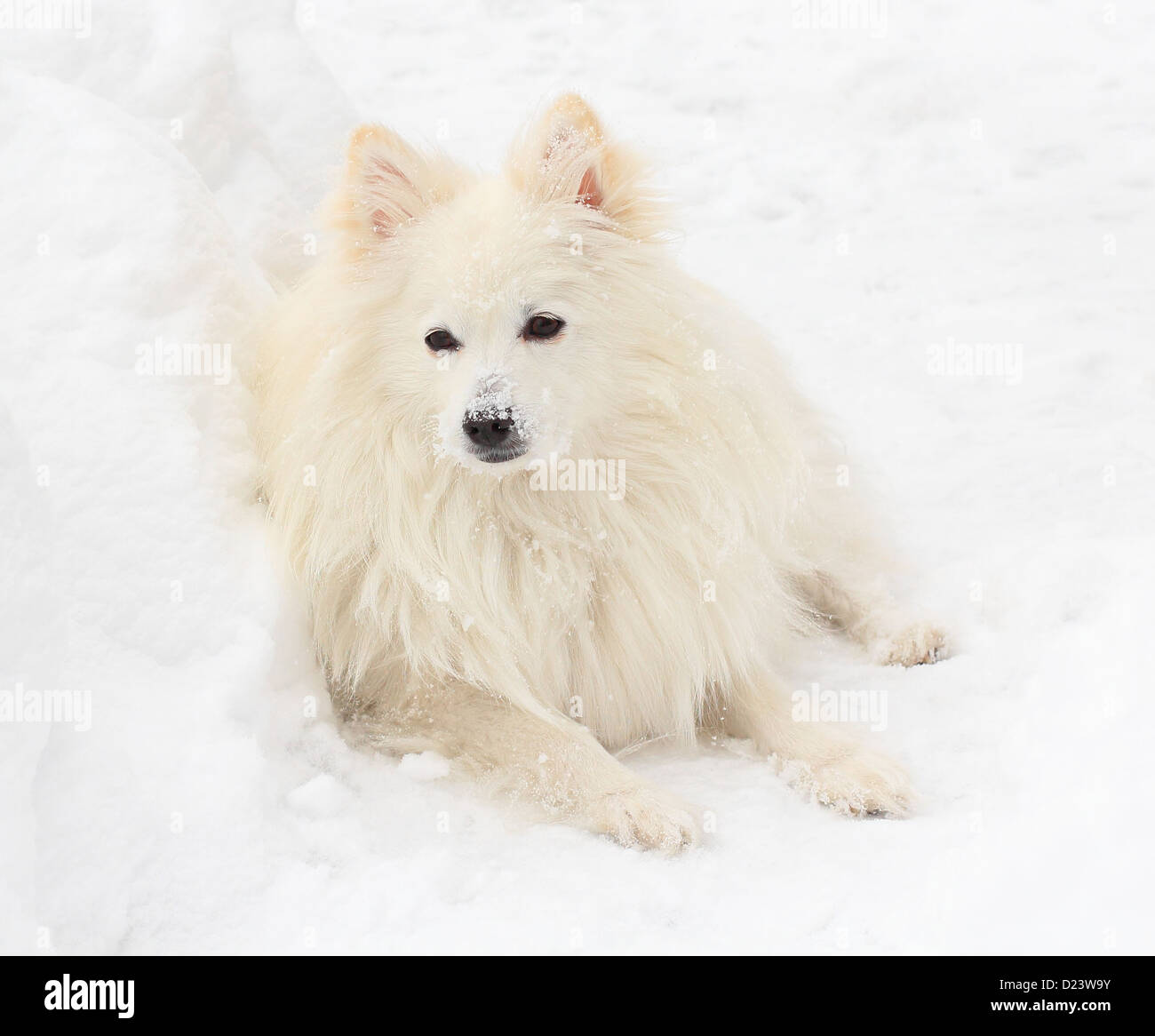 An American Eskimo dog laying in the snow. Stock Photo