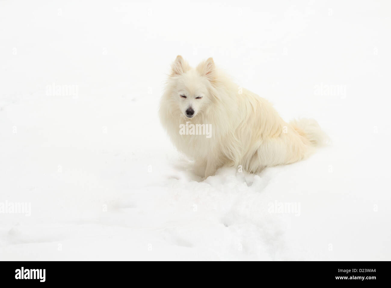 American Eskimo Enjoying The Snow Stock Photo