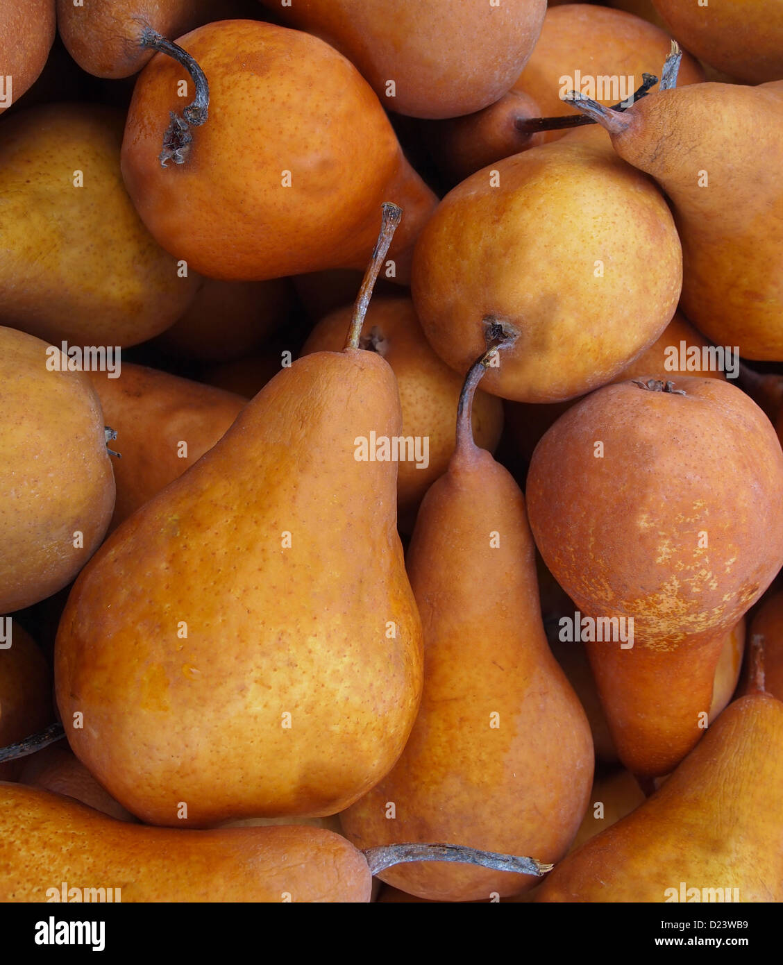 A crate of large, ripe, golden colored, organic Bosc pears for sale at the farmer's market. Stock Photo