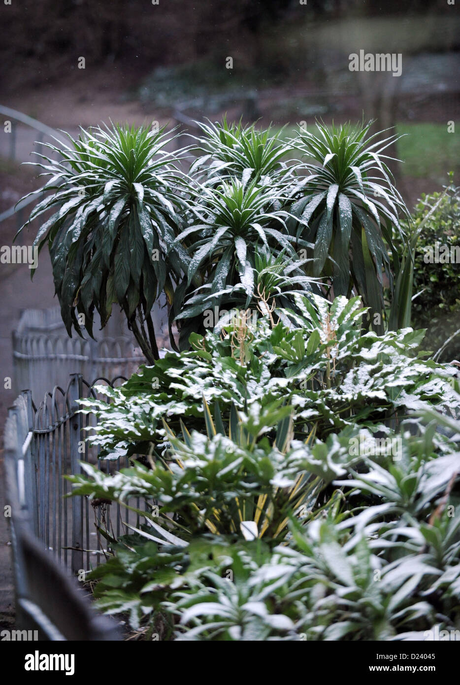 Brighton Sussex UK 14 January 2013 Snow on palm trees in Queens Park