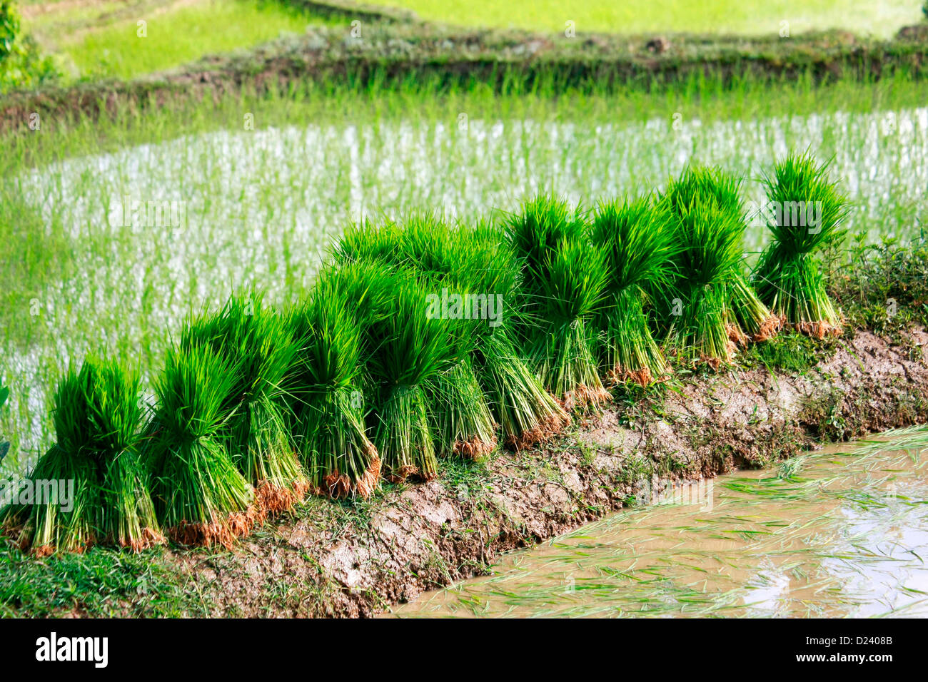 Bundles of rice ready to be planted near Yuanyang, Yunnan, South West China. Stock Photo