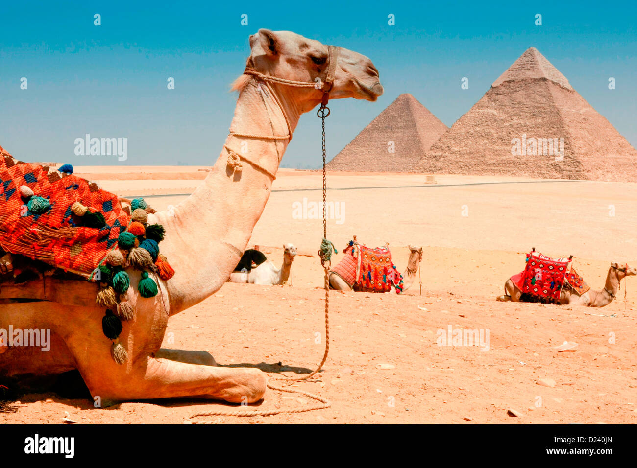 Camels at the Pyramids at Giza, near Cairo, Egypt. Stock Photo