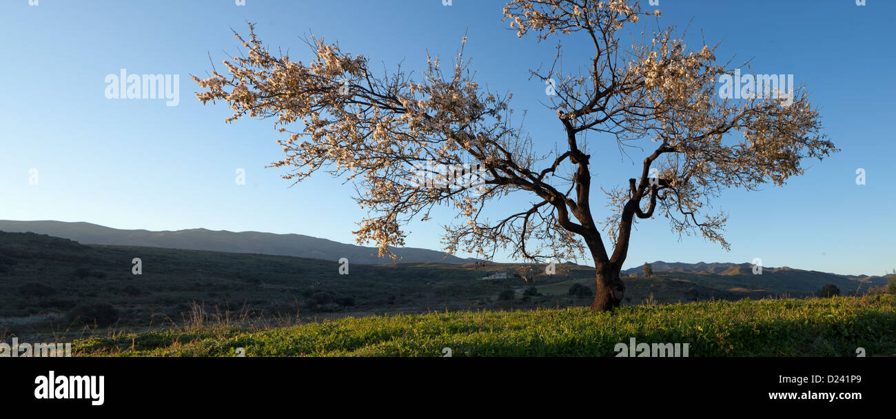 An Almond tree in Blossom in Andalucia Stock Photo
