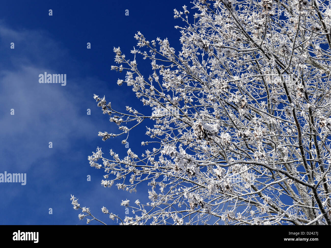 Snow covers a tree in front of the blue sky in Winterberg, Germany, 13 ...