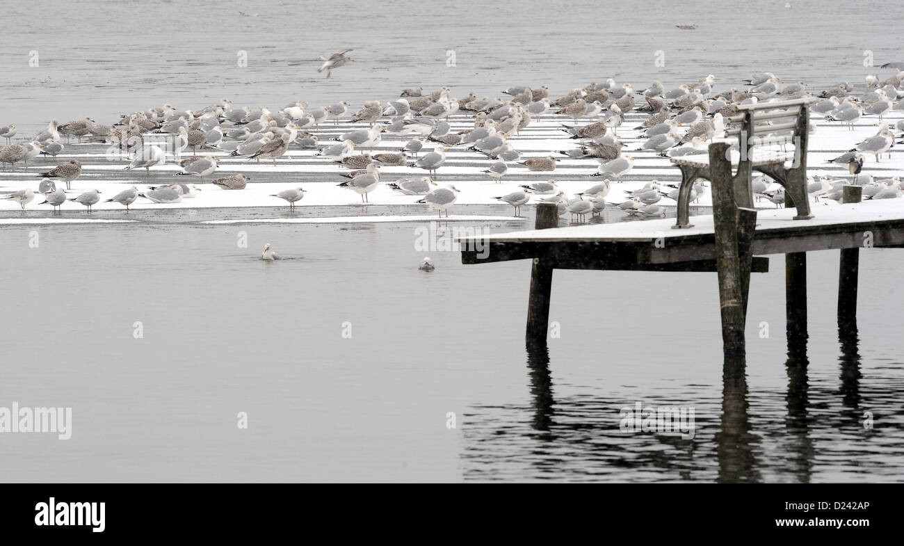 Seagulls sit on a block of ice on Lake Steinhude (Steinhuder Meer) in Steinhude, Germany, 13 January 2013. Photo: Holger Hollemann Stock Photo