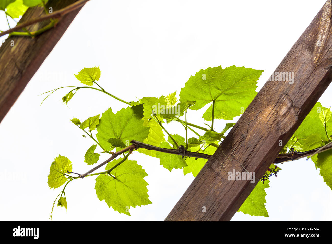 Grapevine on white background Stock Photo