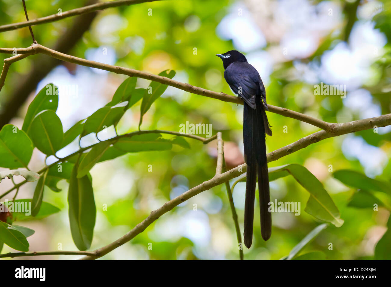 Seychelles Paradise Flycatcher Stock Photo Alamy
