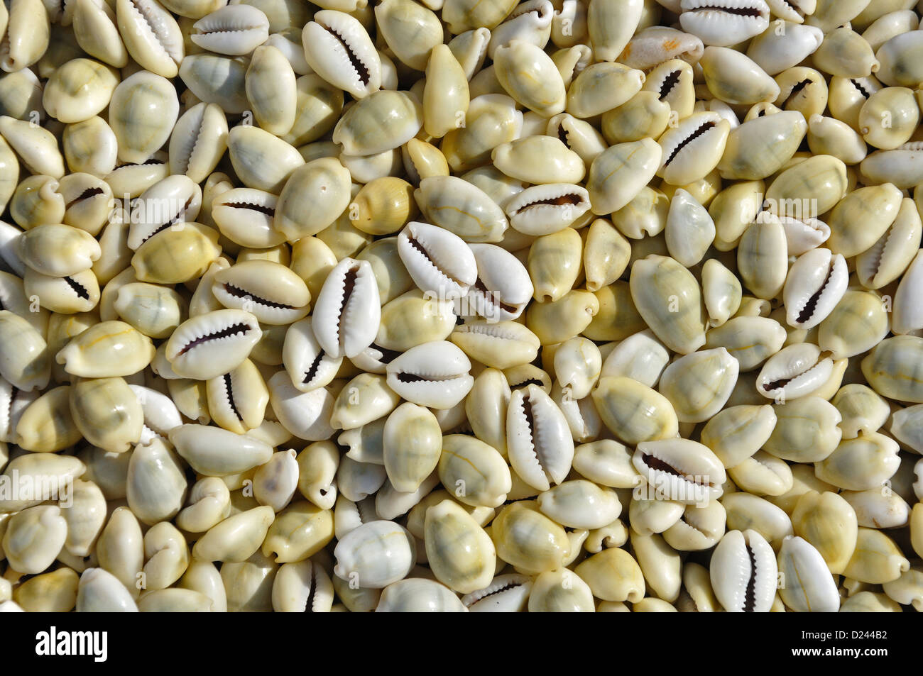 Indian Cowries Stock Photo