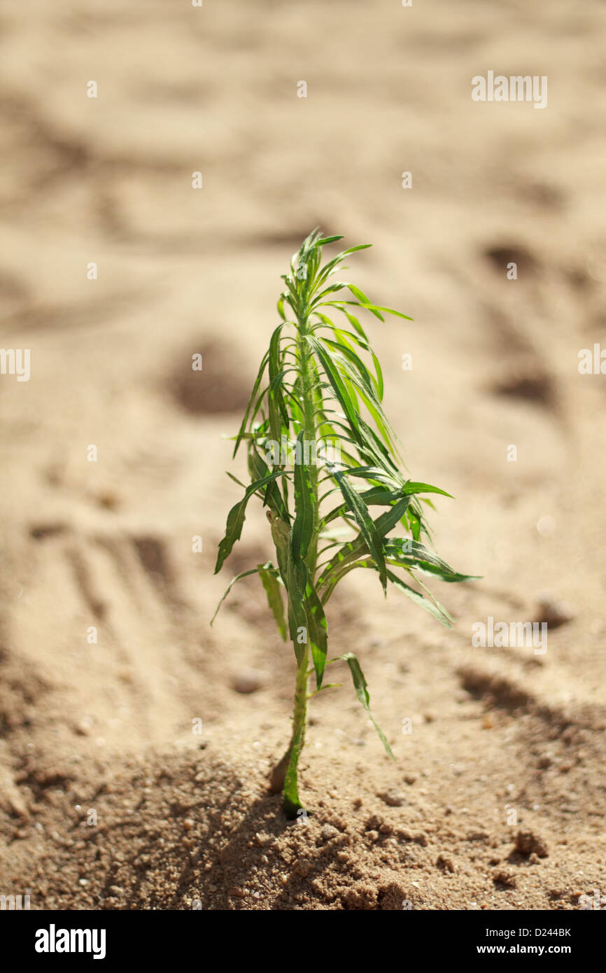 New plant growing in sand Stock Photo Alamy