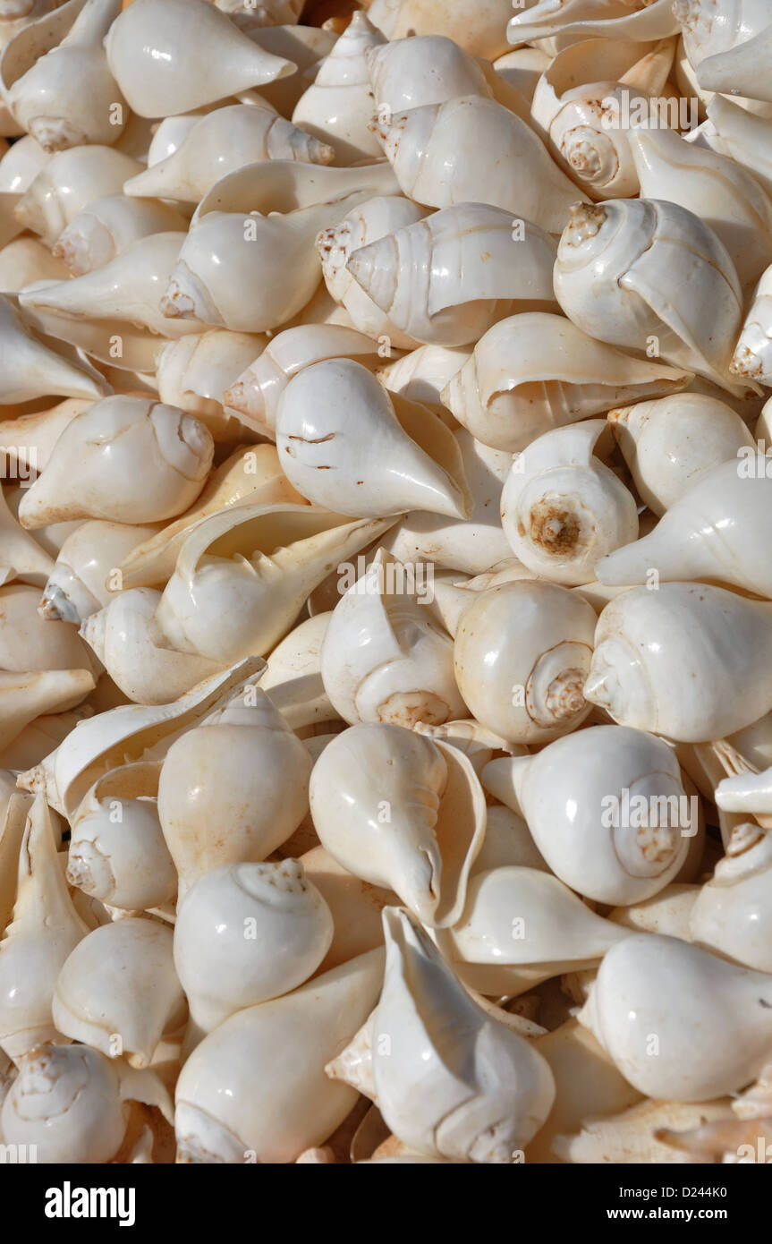 Indian White Conch shell Stock Photo