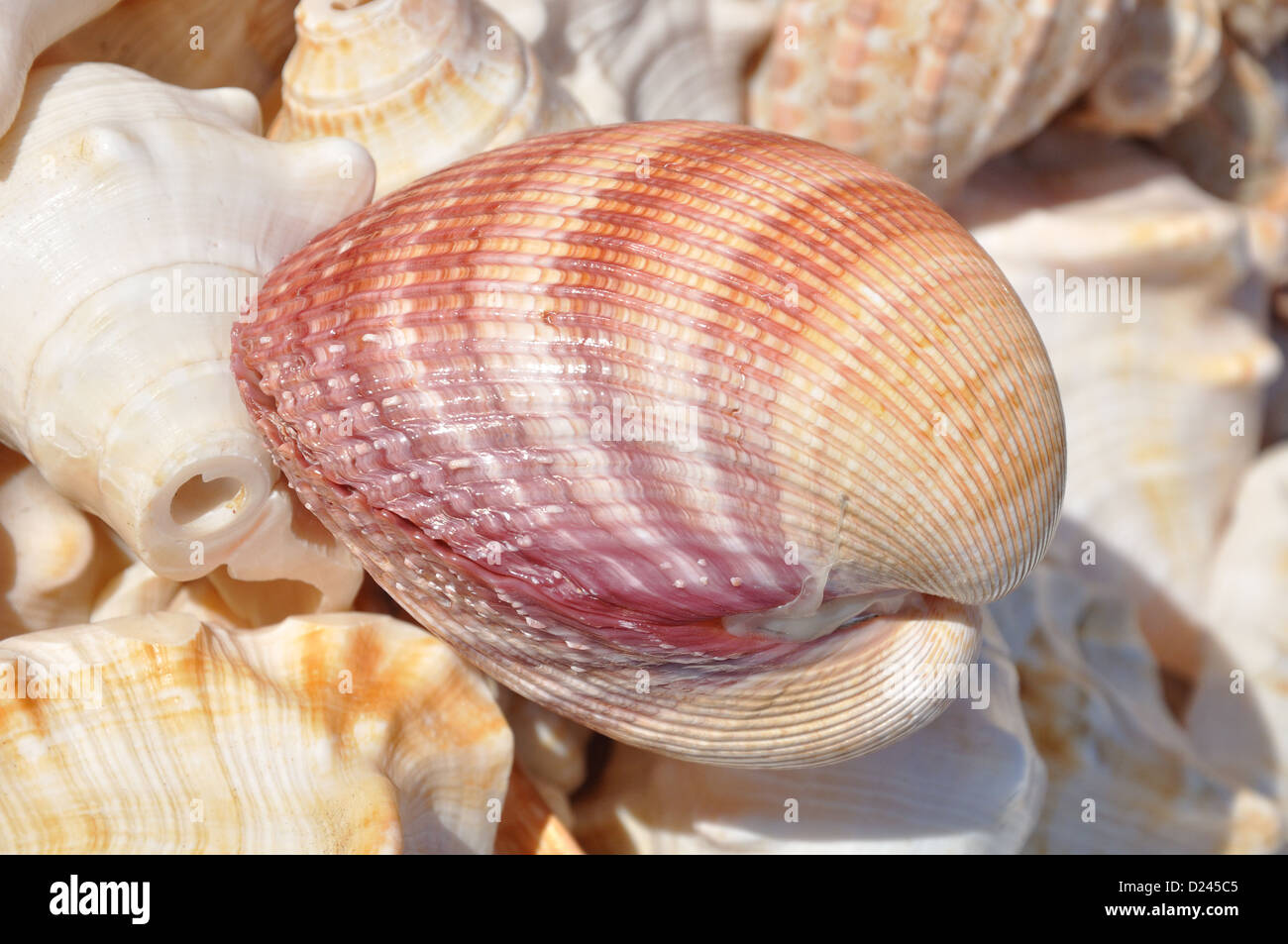 Indian cockle shell Stock Photo