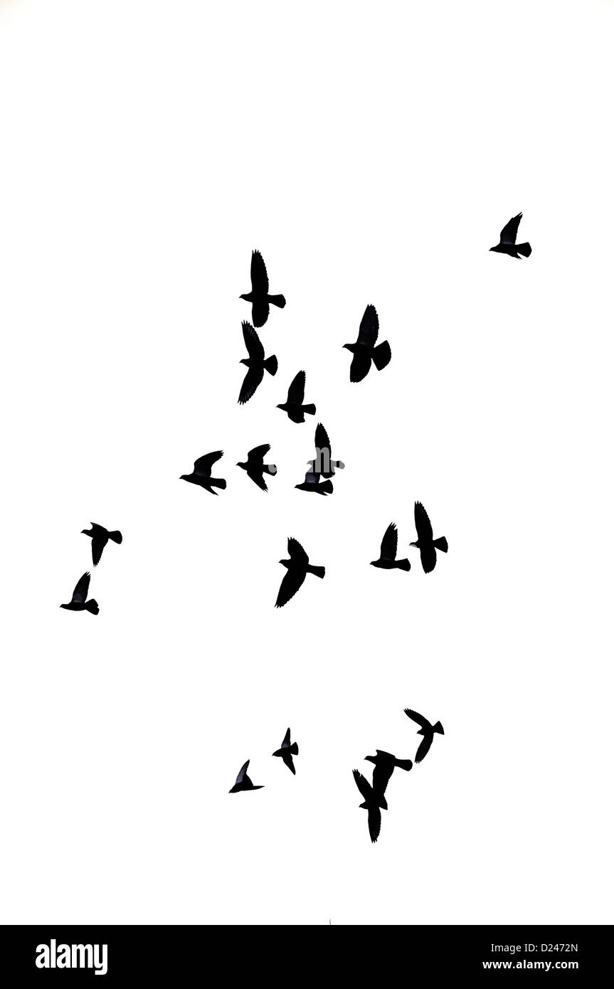 flock of pigeons isolated Stock Photo