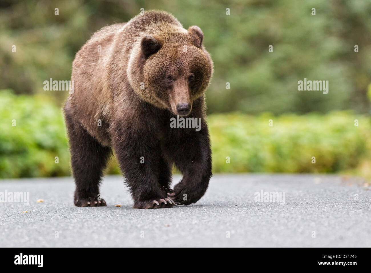 Bears walk