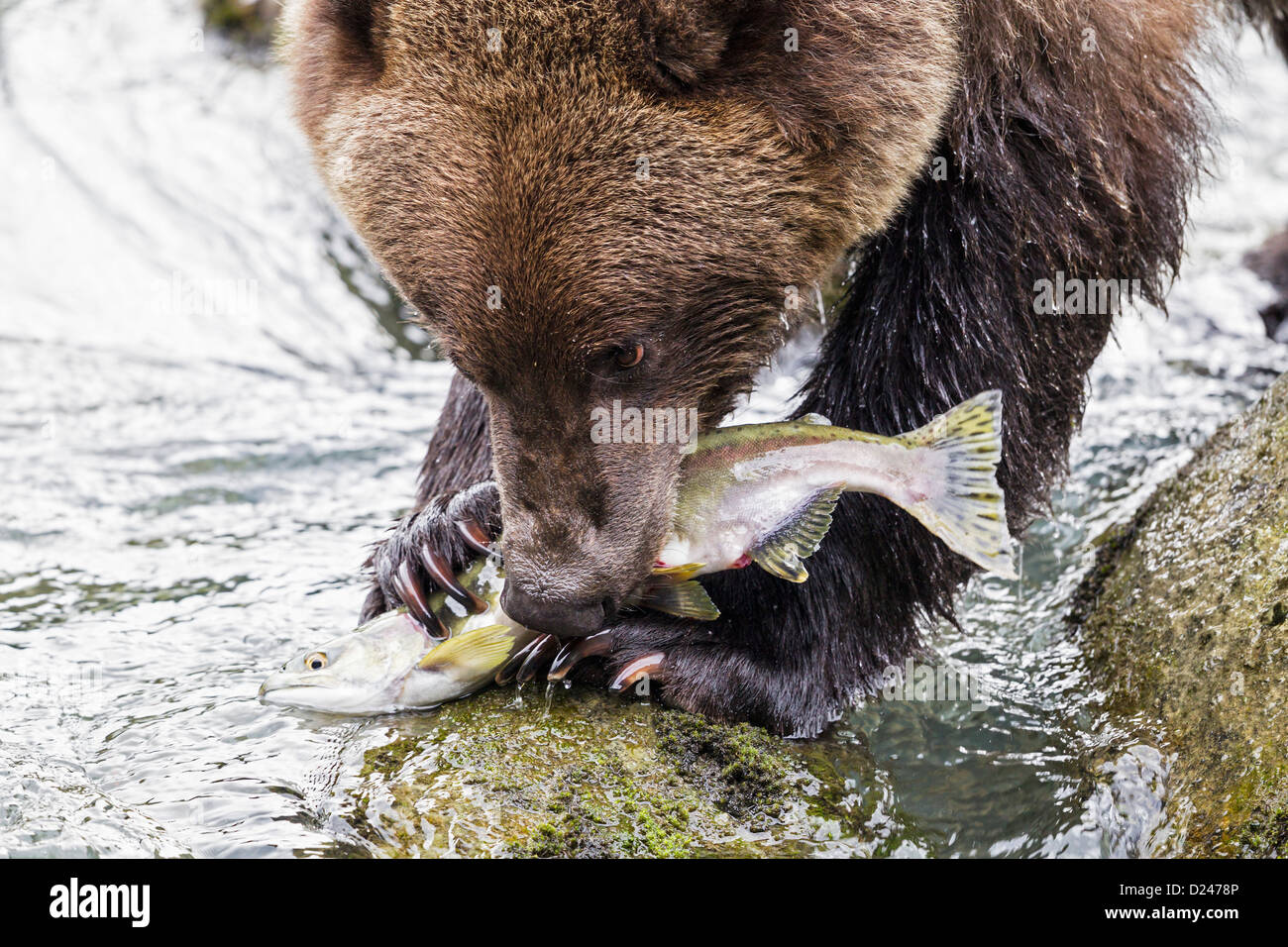 USA, Alaska, Brown bear eating salmon at Chilkoot Lake Stock Photo Alamy