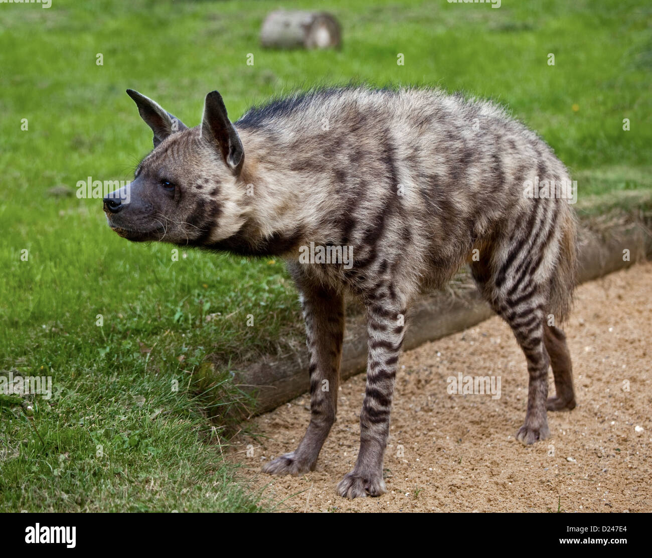 Striped Hyaena (hyaena hyaena) Stock Photo