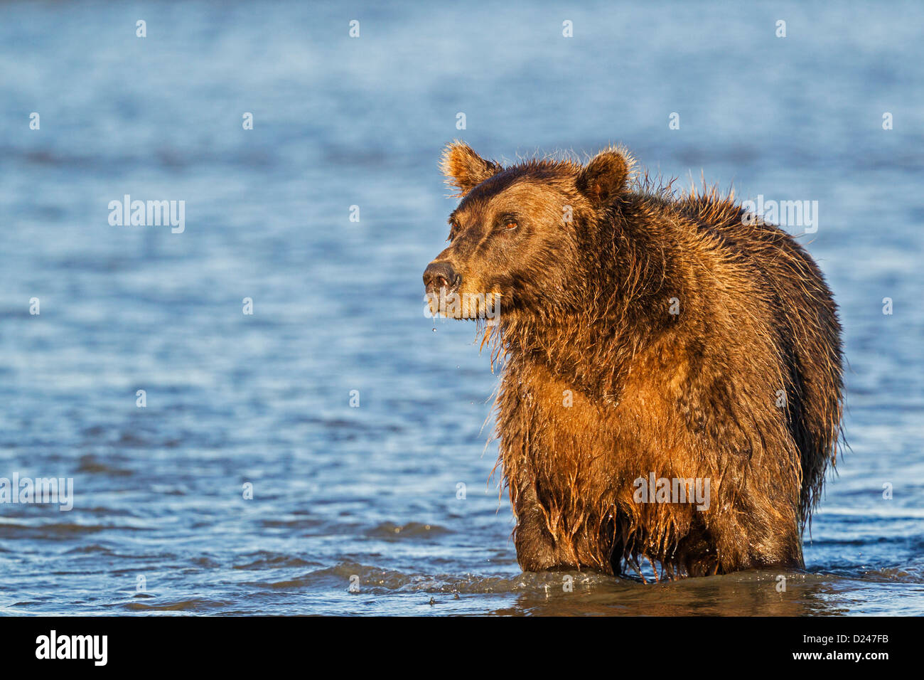 USA, Alaska, Brown bear watching for salmons in Silver salmon creek at Lake Clark National Park and Preserve Stock Photo