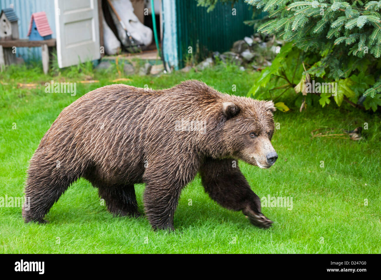 USA, Alaska, Brown bear in garden of lodge at Lake Clark National Park