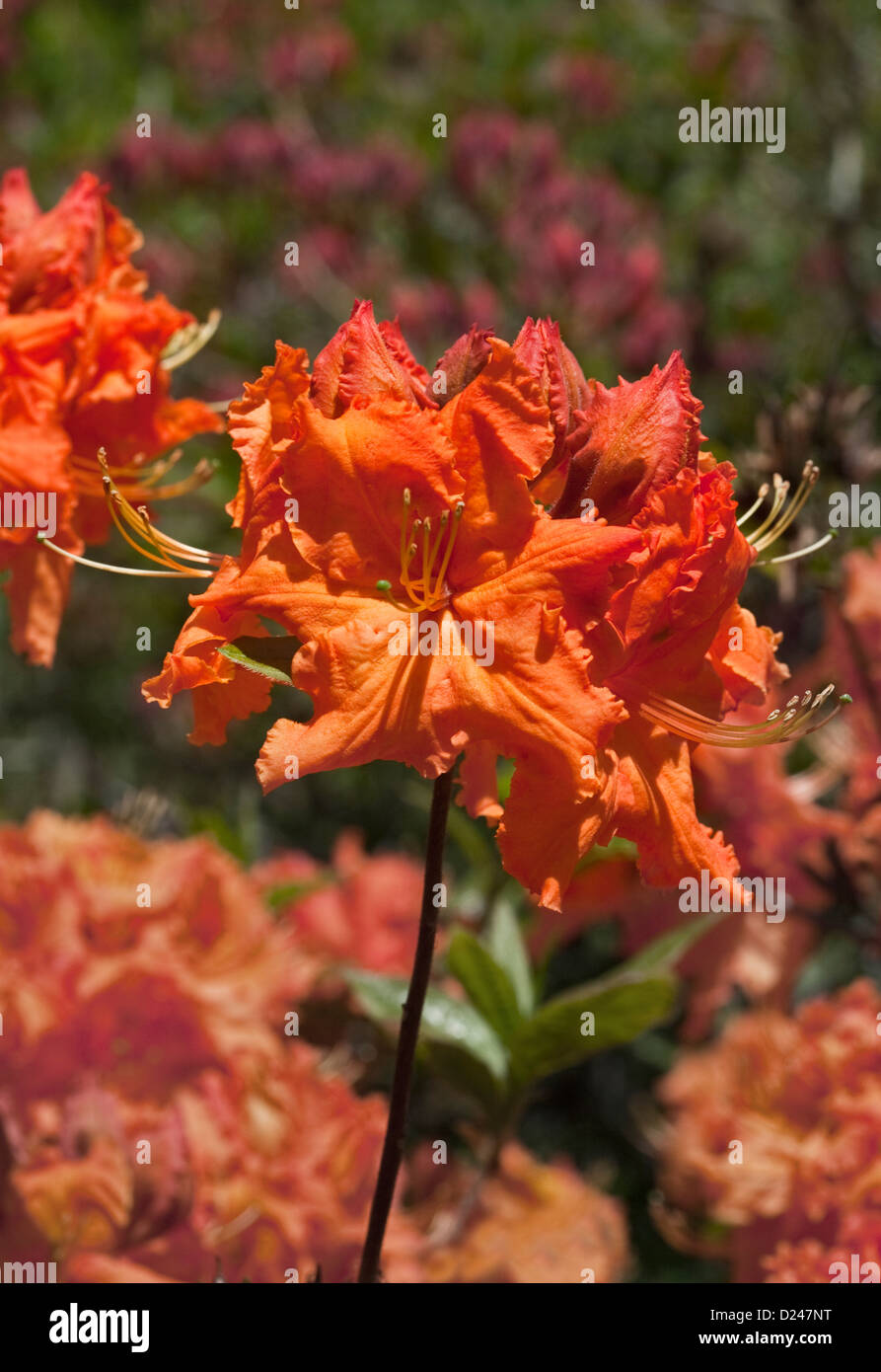 Orange Rhododendron Gibraltar Stock Photo