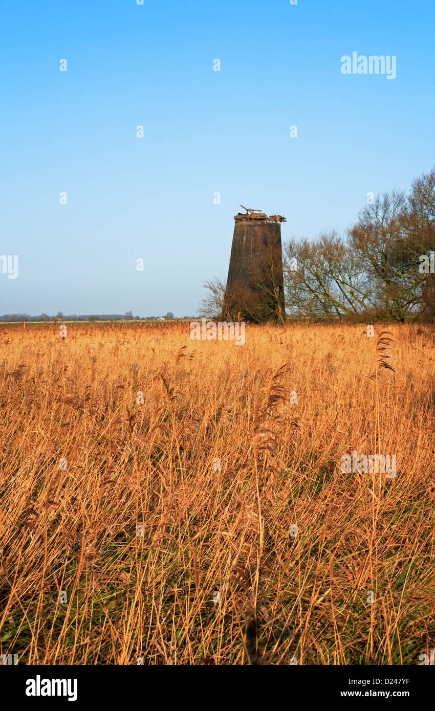 A view of the abandoned Stone's Drainage Mill over a reed bed at