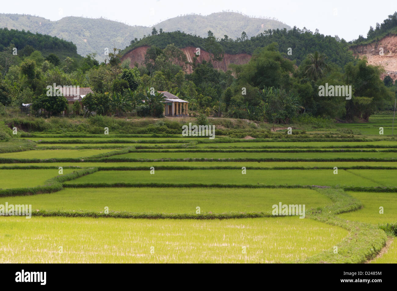 A familiar sight across Vietnam- the rice field Stock Photo - Alamy