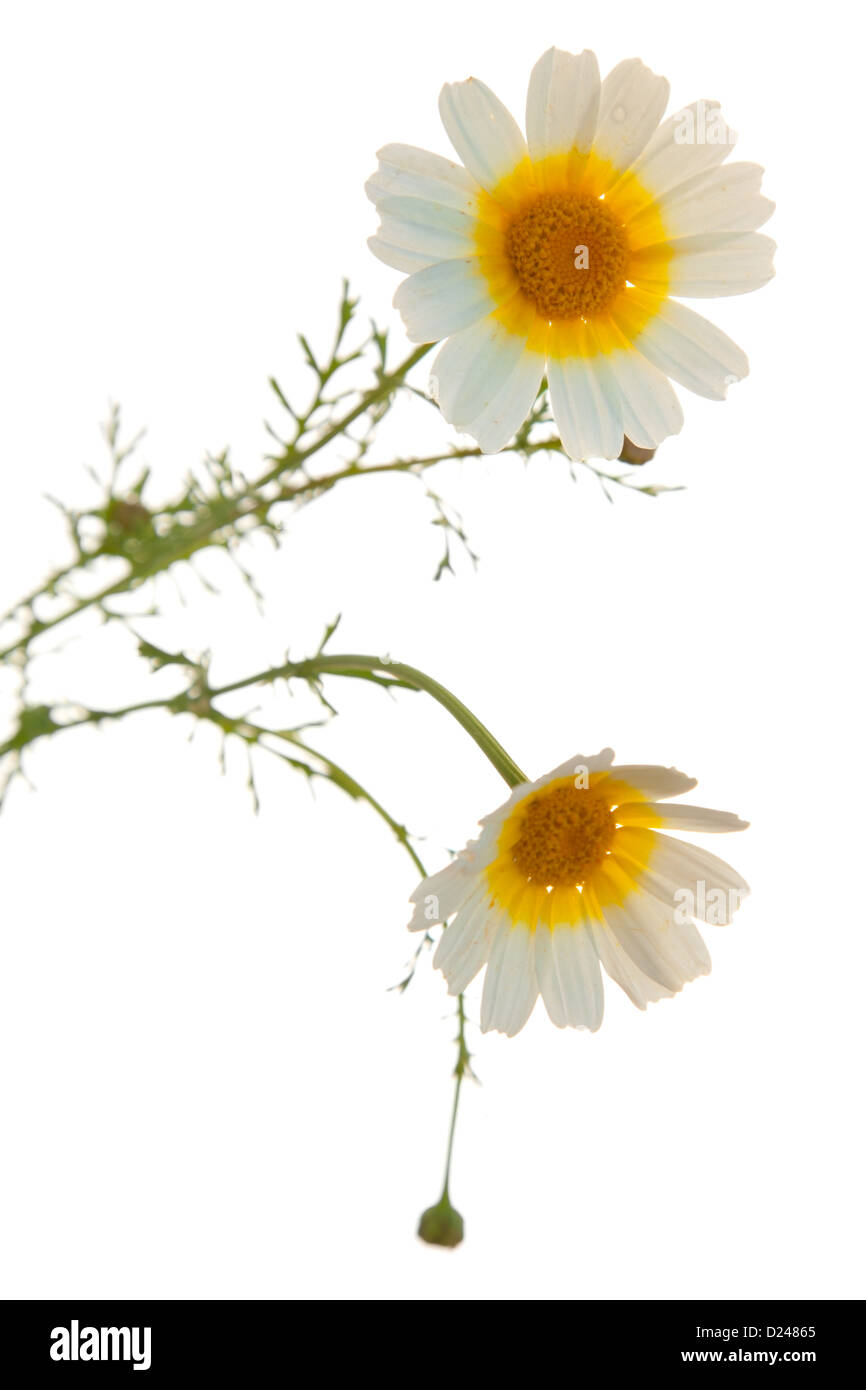 garland chrysanthemum isolated on white Stock Photo Alamy