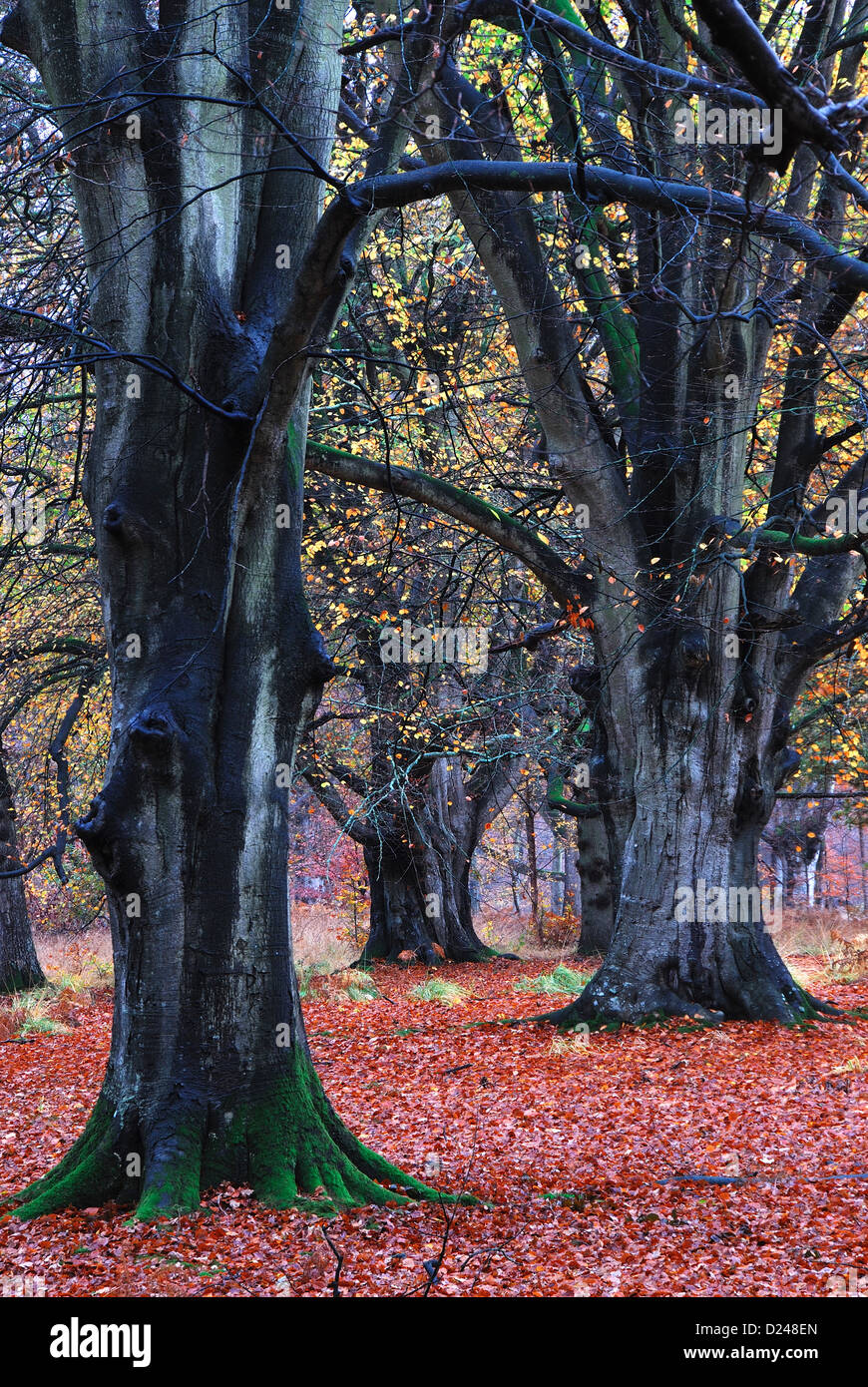 Beech trees in Savernake Forest, Wiltshire, UK. Autumn Stock Photo