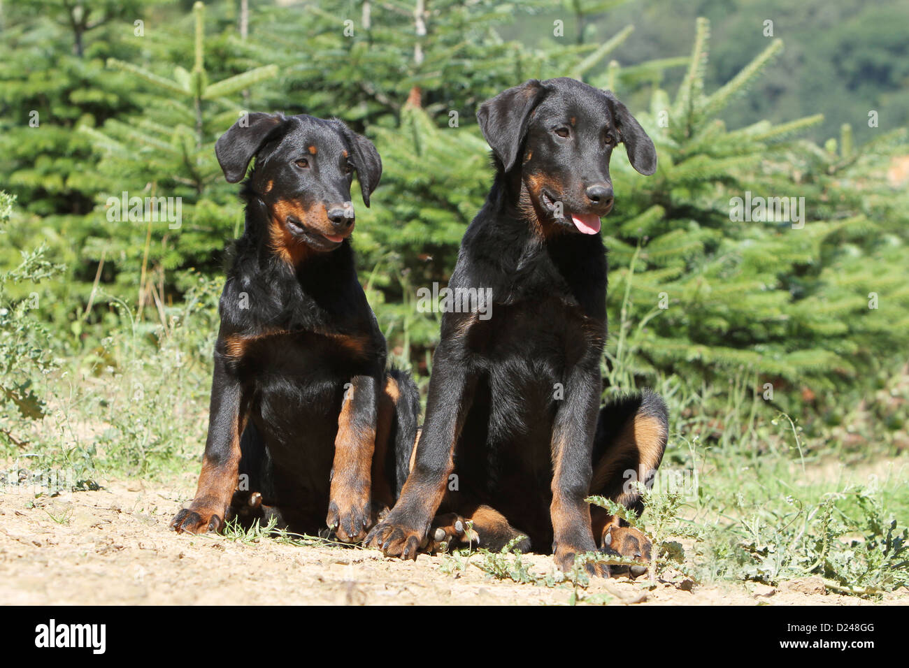 Beauceron High Resolution Stock Photography And Images Alamy