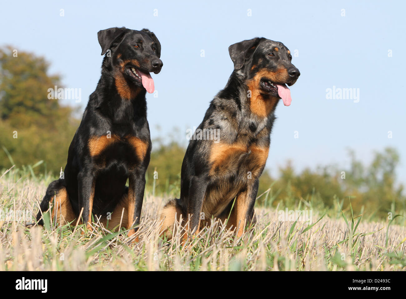 Dog Beauceron / Berger de Beauce two adults different colors (black and  tan, Harlequin) sitting in a meadow Stock Photo - Alamy