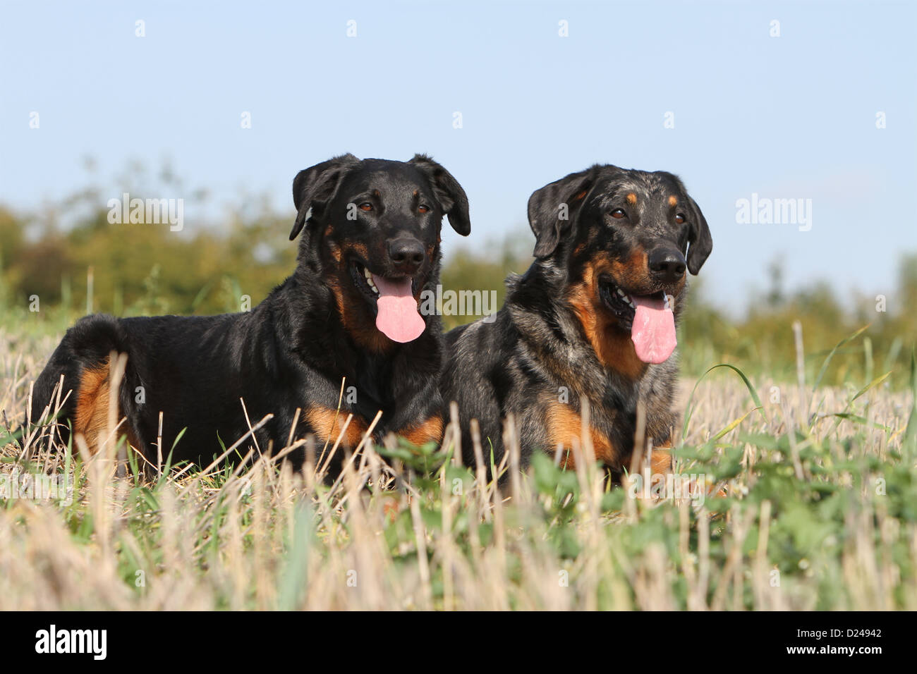 Variety Of Sheep Breeds High Resolution Stock Photography And Images Alamy