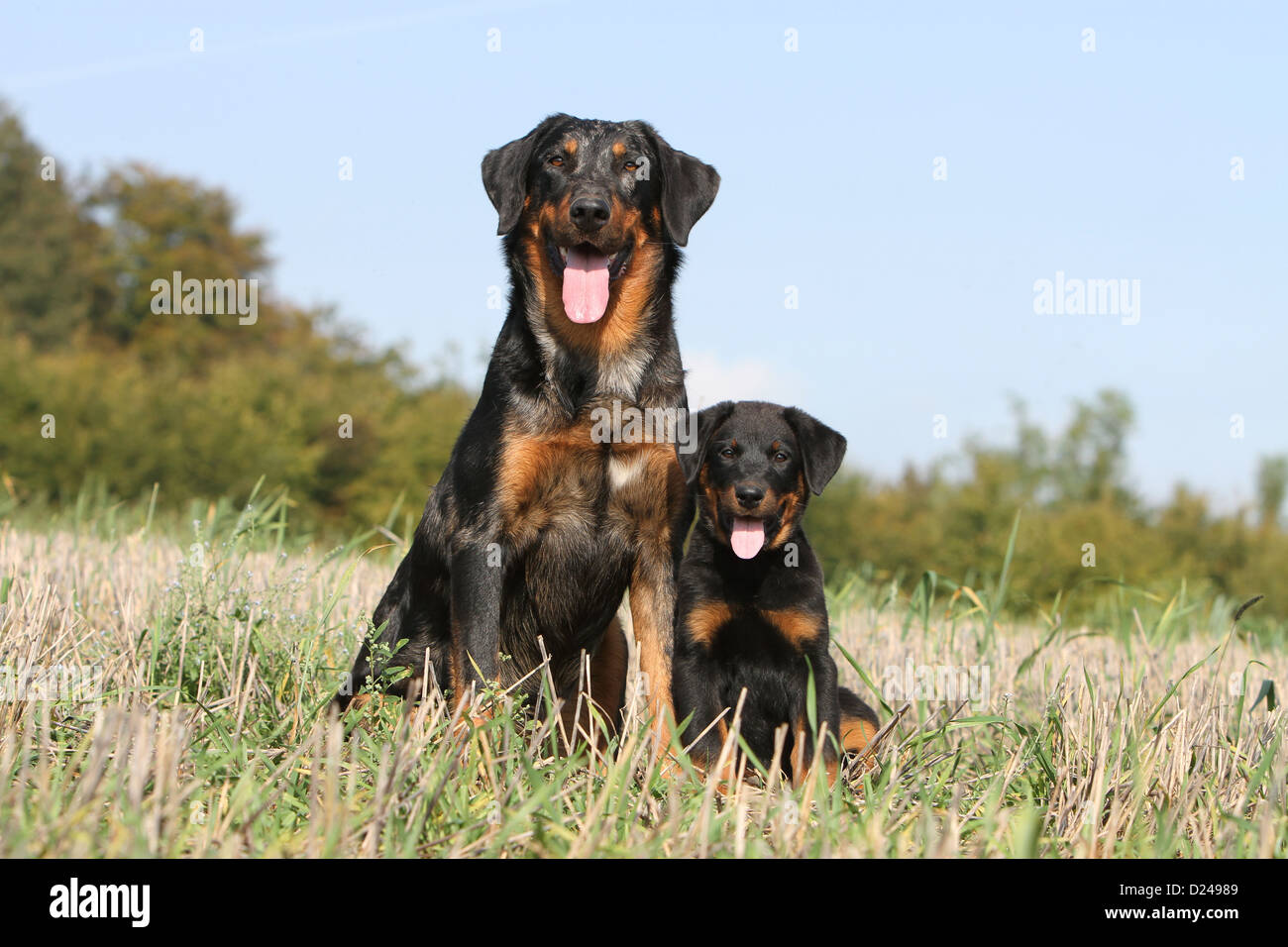 Variety Of Sheep Breeds High Resolution Stock Photography And Images Alamy
