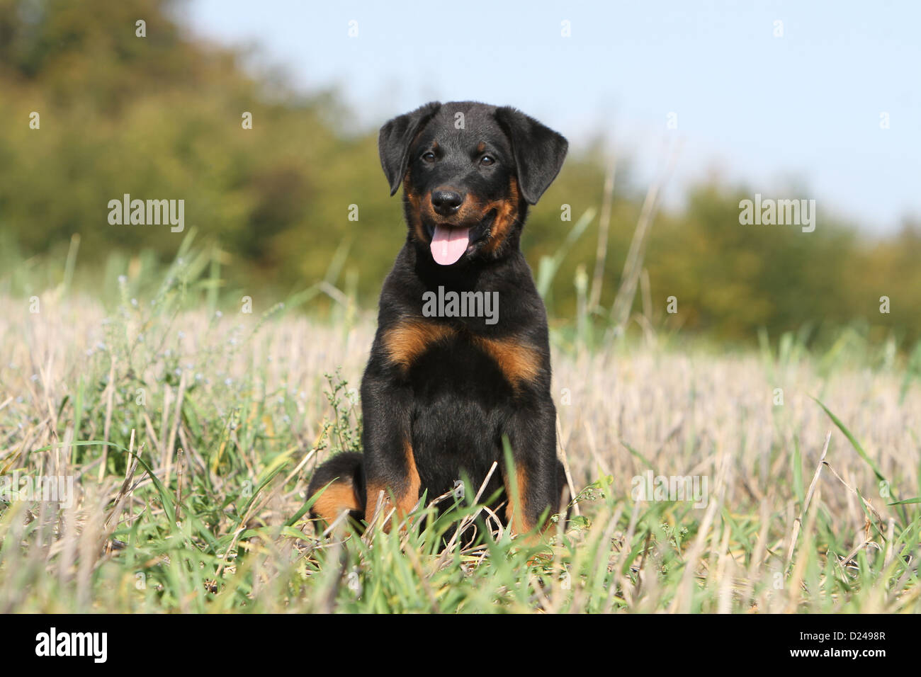 Dog Beauceron / Berger de Beauce puppy (black and tan) sitting in a ...