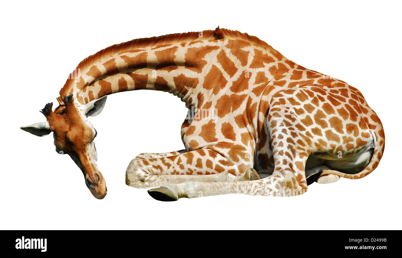 Giraffe (Giraffa camelopardalis) lying viewed of profile isolated on white background Stock Photo