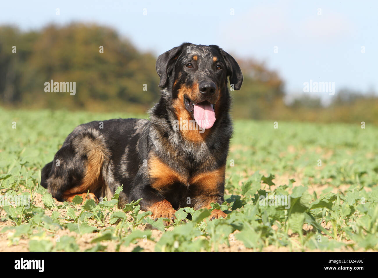 Dog Beauceron / Berger de Beauce adult (Harlequin) lying in a field Stock  Photo - Alamy