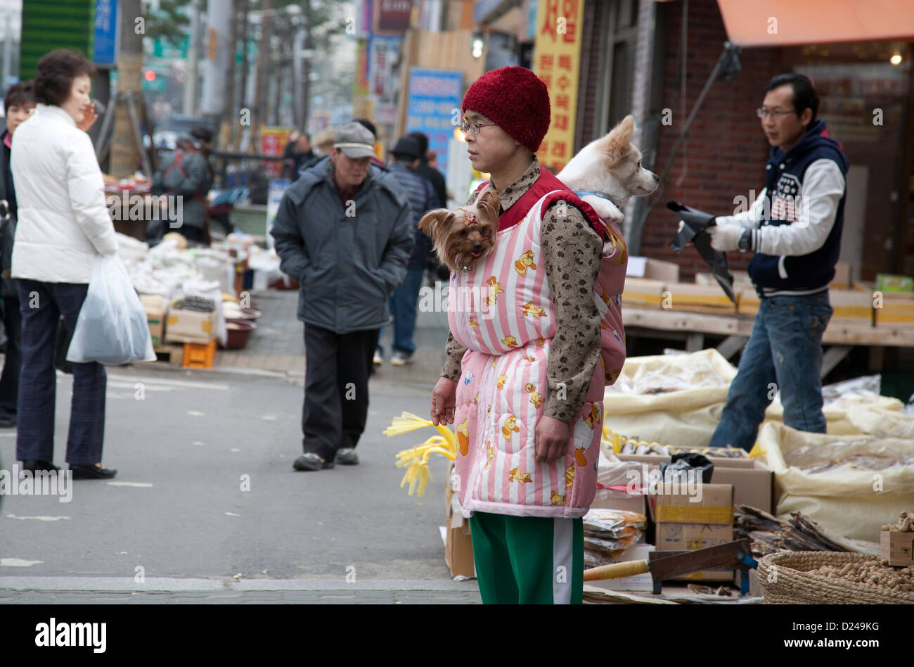 South Korea , Seoul ,woman carrying dogs Stock Photo Alamy