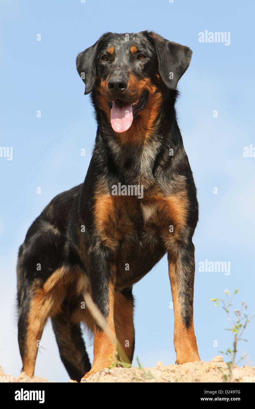Dog Beauceron / Berger de Beauce adult (Harlequin) standing on the ground  Stock Photo - Alamy
