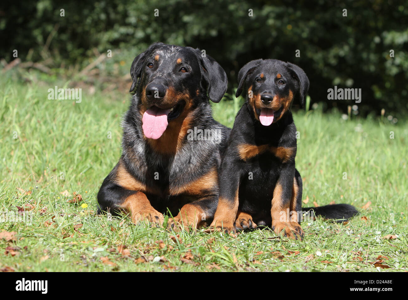 Dog Beauceron / Berger de Beauce  adult and puppy different colors (Harlequin, black and tan) lying in a meadow Stock Photo
